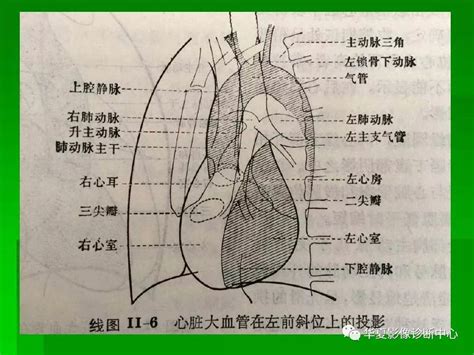 心底位置 鴨肉屬性